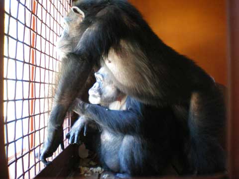 Annie and Negra