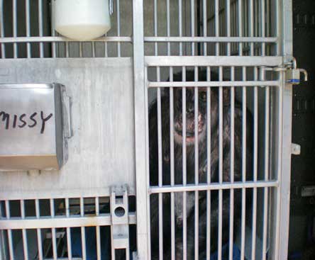 missy on transport cage