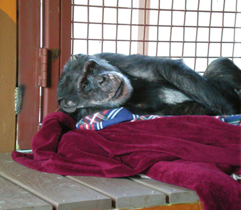 Missy in bed