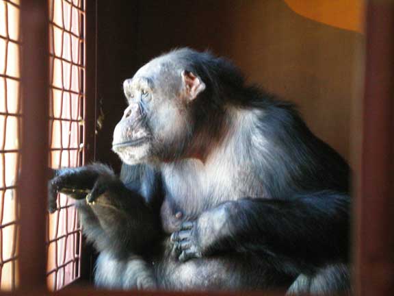 Negra looking serene