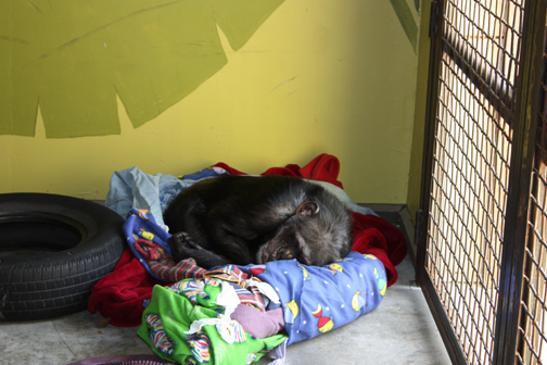Missy - like the princess and the pea