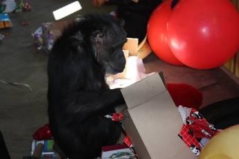 Annie opening gift