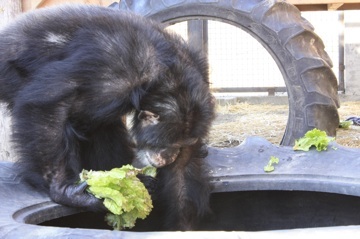 Burrito with lettuce forage
