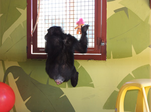 Foxie clinging, showing Trixie horses outside