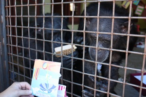 Sarah sharing special card - Foxie with raisin board, Jody looking