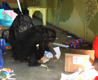 Foxie opening gift
