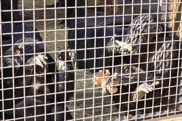 Negra on left asking for another bun, Foxie on right with troll and corn cob