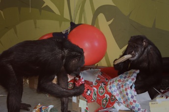 Jody and Missy in a mess of wrapping paper