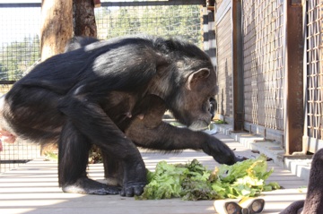 Jody with lettuce outside forage