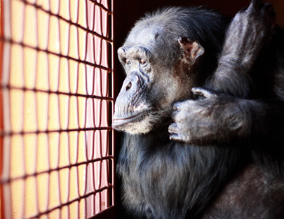 Negra looking out window