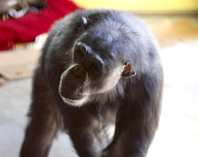 Negra standng in Play Room