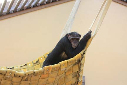 hammock2