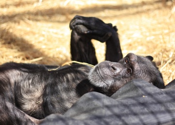 Jody outside laying in straw, holding feet