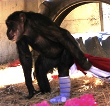 missy-outside-under-platform-sock-on-pulling-blankets_web1 Missy wearing sock, pulling blankets