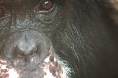 burrito-close-up-11-29