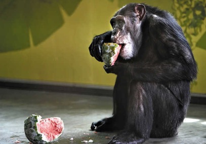 Missy eating frozen watermelon - by Kris Holland