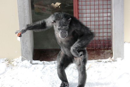 foxie-tiptoeing-on-snow