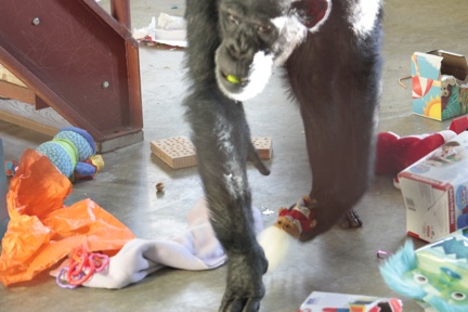 Foxie with christmas troll