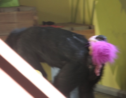 Foxie a blur with new big pink-haired troll