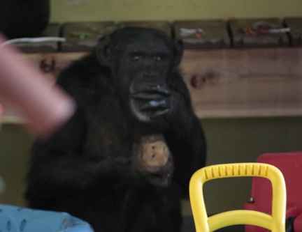 Foxie with primate head