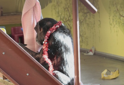 Jody with garland around neck