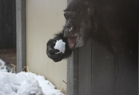 Missy with a big handful of snow