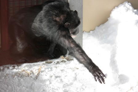 missy-reaching-for-snow-1