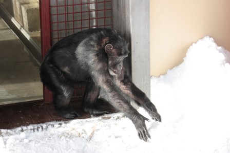 missy-reaching-for-snow-2