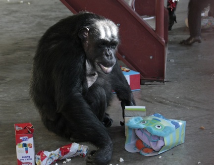 Negra with presents