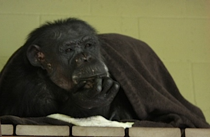 Negra watching slideshow from bed