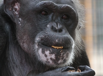 Negra eating walnut