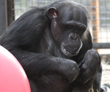 Negra with nut in hands