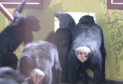 gathering round the mirror