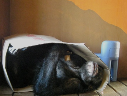 Burrito in box lying down