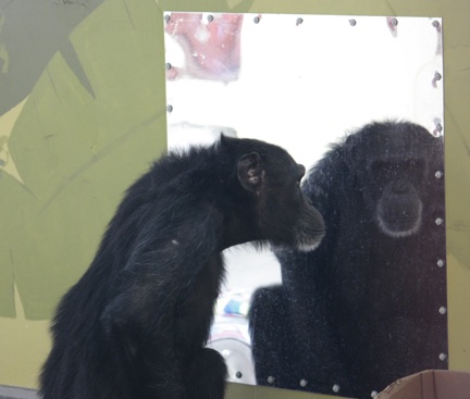 Foxie looking in big mirror