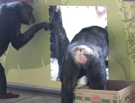 Jody, bipedal, inspecting mirror with glove on foot. Jamie in box.