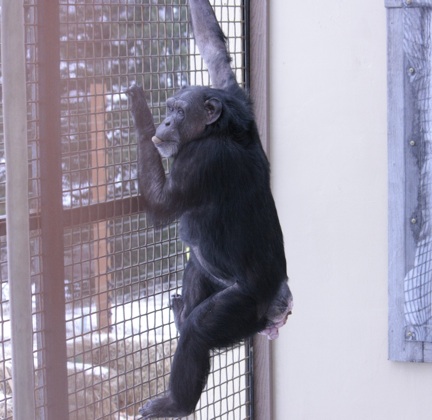 Jody climbing back down after finding a nut in the cargo net Jody climbing back down after finding a nut in the cargo net