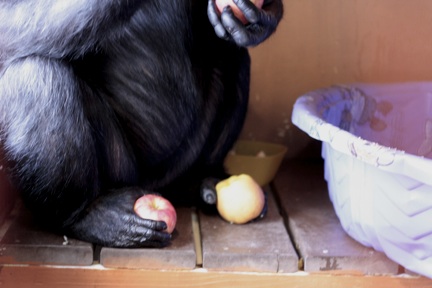 Missy holding apples in feet
