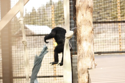 3-26-09-missy-jump-2