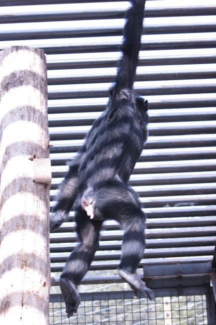 foxie-acrobatics-1
