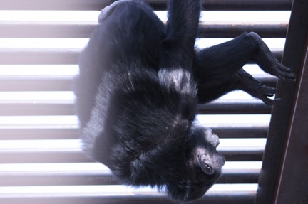 foxie-acrobatics-3