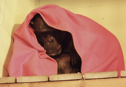 Negra covered with pink blanket sitting up resting Negra covered with pink blanket sitting up resting