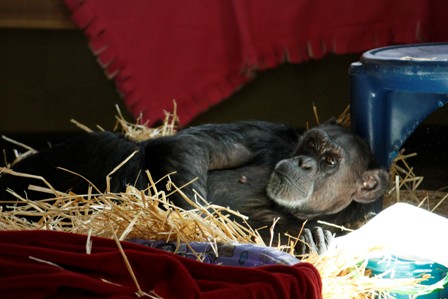 5-10-09-jody-straw-nest1