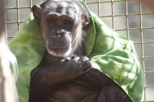 Negra with green blanket