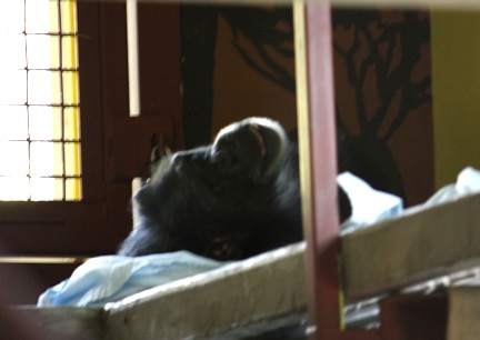 Foxie in bed 2 Foxie in bed 2