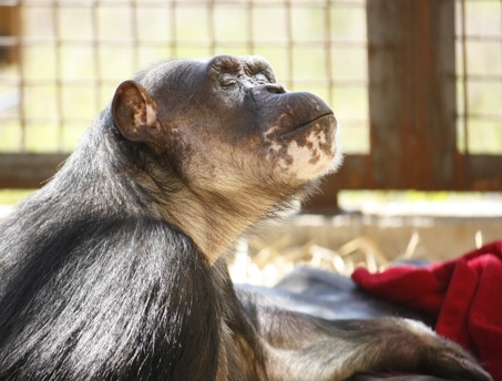 Negra worshipping the sun