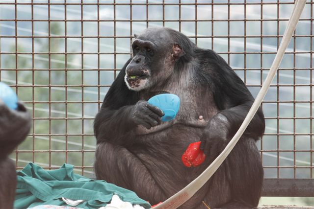 negra eating peppers negra eating peppers