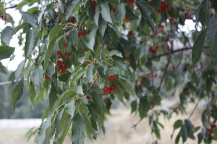 web-cherry-tree_mg_2871 web-cherry-tree_mg_2871