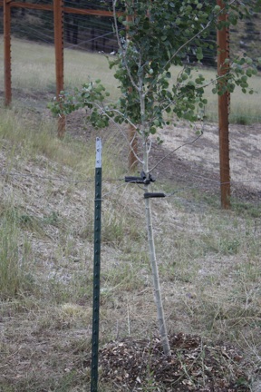 web-staked-tree-volunteer-work-party_mg_2867 web-staked-tree-volunteer-work-party_mg_2867