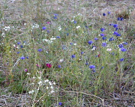 web-wildflowers-volunteer-work-party_mg_2866 web-wildflowers-volunteer-work-party_mg_2866